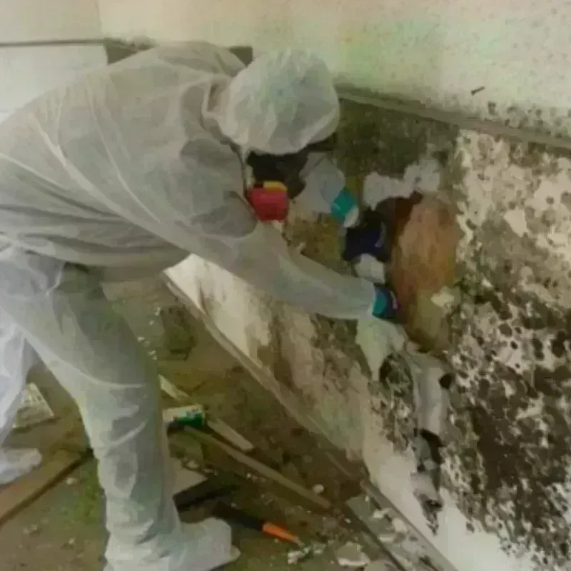 Mold Remediation and Removal in Arial, SC